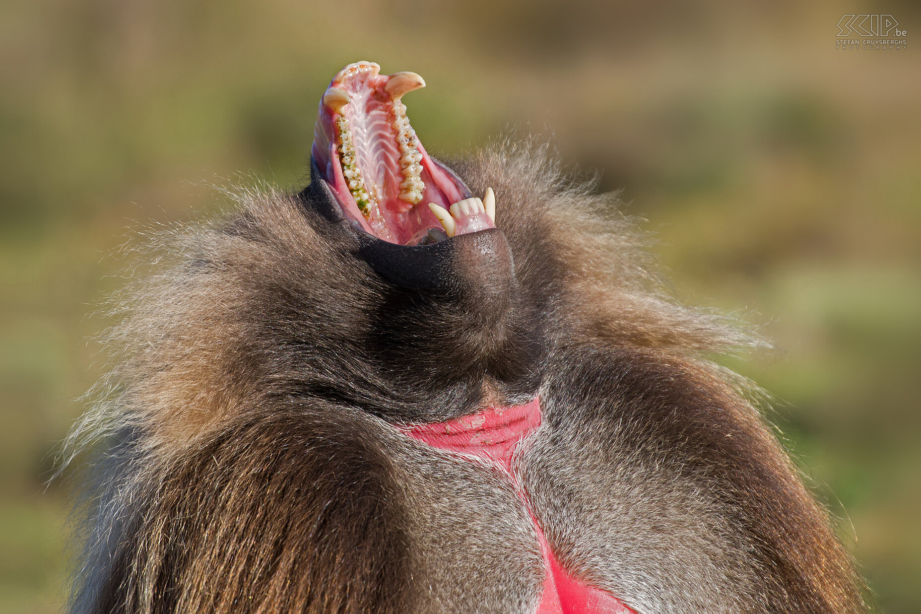 Simien Mountains - Ghenek - Geeuwende gelada baviaan In de Simien Mountains kan je veel en grote groepen van de endemische gelada bavianen (Theropithecus gelada) terugvinden. Gelada bavianen komen enkel voor in het hooggebergte (2500m en hoger) van Ethiopië, ze slapen op de kliffen, het zijn graseters en ze zijn meestal vrij tam.  Stefan Cruysberghs